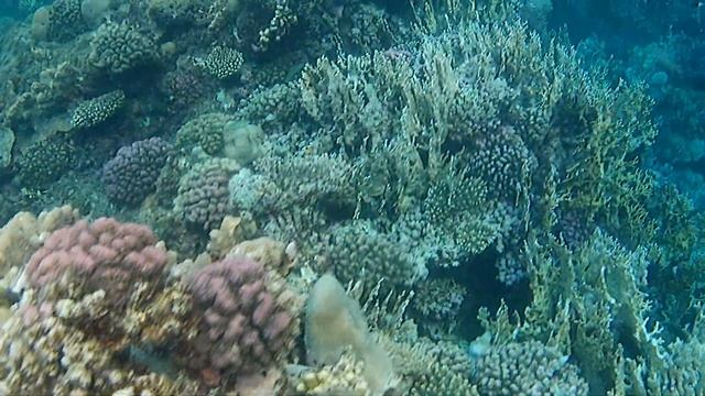 Marsa Alam Three Corners Fayrouz Plaza Resort смотреть онлайн