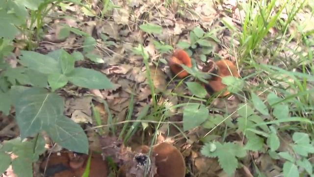 В лес по грибы 04.06.2024г. Грибные места Краснодарского края. Дары леса: грибы Дубовики смотреть онлайн