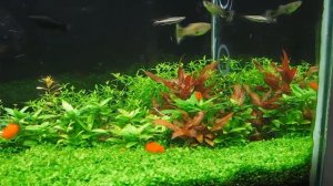 МИКРАНТЕМУМ МОНТЕ КАРЛО (MICRANTHEMUM SP. MONTE CARLO)