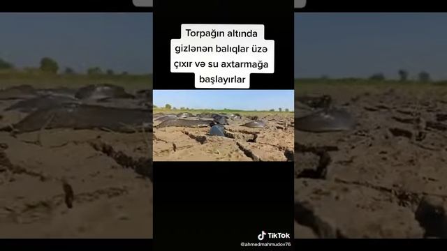 Рыбы которые живут без воды смотреть онлайн