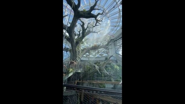 The Green Planet Dubai🐢🍃💚 | Bengsolicious Vlog смотреть онлайн