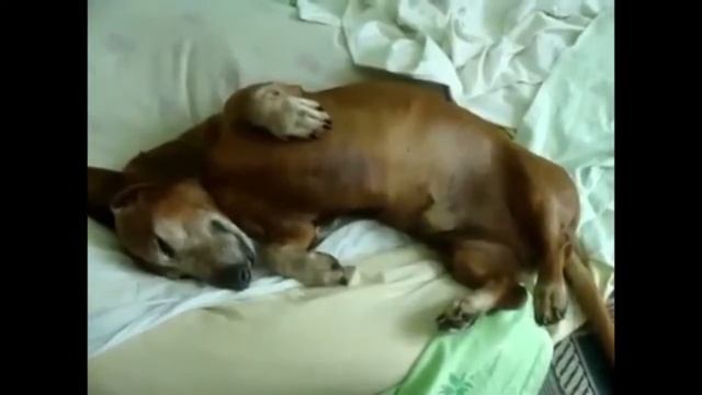 Собачий тихий час -2014 - [Собачий тихий час -2014] смотреть онлайн