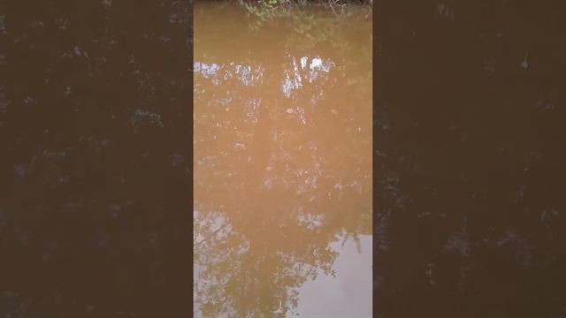 Самая чистоя речка в Кирове смотреть онлайн