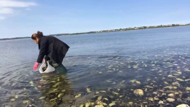 เก็บหอยหาดใหม่ มีแต่ตัวยักษ์ๆ❗️❗️กับยายนางค่ะ (live)12 /05-2018 смотреть онлайн