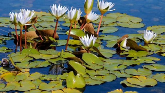 Аплікація "Водяна лілія" смотреть онлайн