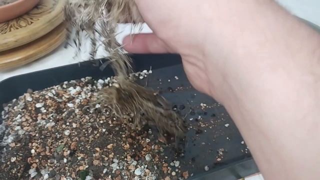 √1,√2,√3,√4 перчик - бончи (Бонсай)