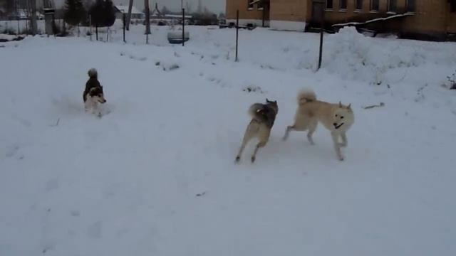 Лайкам нужно успеть везде!!!13.12.2018 смотреть онлайн