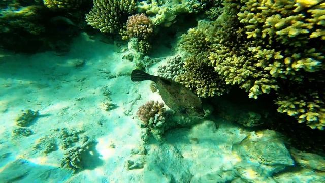 Brayka Bay Marsa Alam смотреть онлайн