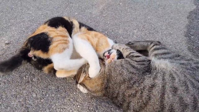 КРИТСКИЕ КОТЫ Что дозволено Юпитеру - не дозволено.. Сretan cats смотреть онлайн