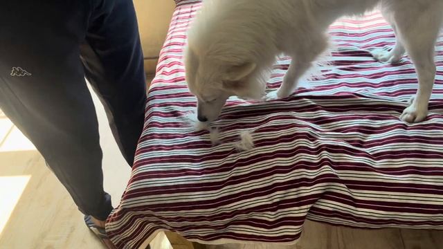 DOG TRIMMER REVIEW from Amazon | Petology Pet Hair Trimmer Dogs & Cats Grooming Machine Wireless смотреть онлайн