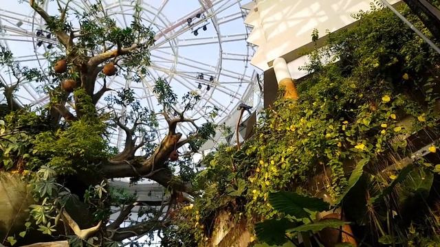 The Green Planet Dubai смотреть онлайн