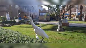 ОБЗОР ПО ПИТАНИЮ В ОТЕЛЕ PICKALBARTOS AQUAPARK HURGADA
