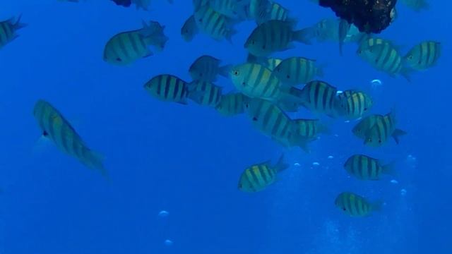 EGIPT MARSA ALAM -rafa Przy Hotelu Pickalbatros Oasis And Sands, The Palace,  Port Ghalib