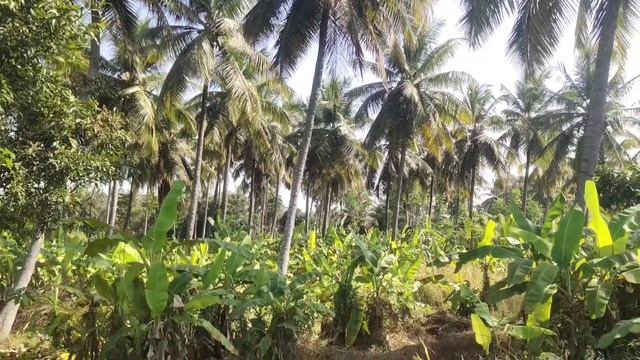 1Acre 30 Guntta Coconet farm 63 km from Kengeri смотреть онлайн