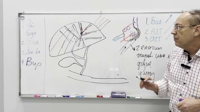 Печень: как работает и как нарушается. Пути нормализации ее деятельности смотреть онлайн