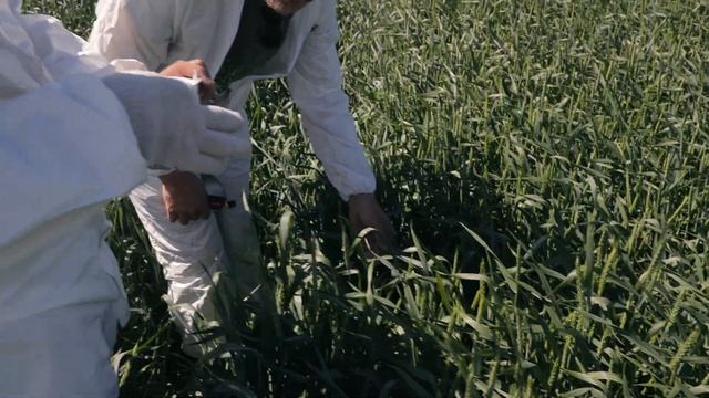 Фитопатология с DSK Supply и Анатолием Таракановским!