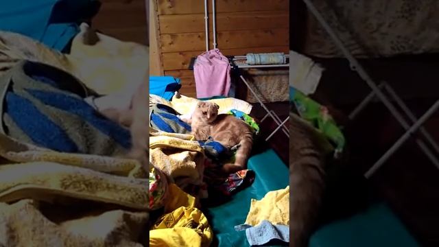 котенок играет в прятки смотреть онлайн