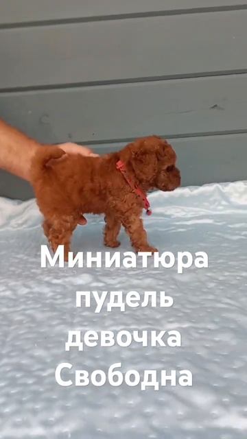 #пудель #малый #миниатюра #щенкиспитомника #собака #собака #family #животные #вео смотреть онлайн