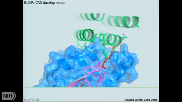 Tuning cell-surface receptor signaling through structure-based ligand engineering смотреть онлайн