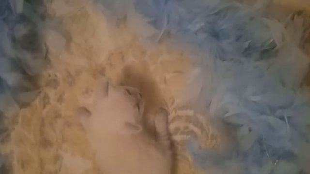 Кошечка Виолетта, окрас блю - пойнт, возраст 2 недели, свободна! 😺 смотреть онлайн