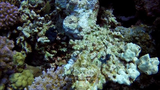 Red Sea Impressions 2.0 смотреть онлайн