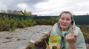 ЛУК ПОРЕЙ: ВЫСАЖИВАЙТЕ РАССАДУ, НЕ ЖДИТЕ ТЕПЛА. КОГДА ЛУЧШЕ САЖАТЬ ЛУК ПОРЕЙ НА ГРЯДКУ
