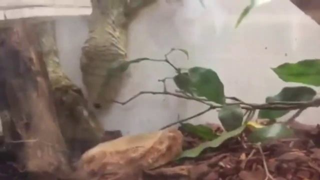 Green Planet Dubai! смотреть онлайн