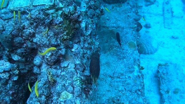 Neptune Memorial Reef, Key Biscayne, Florida