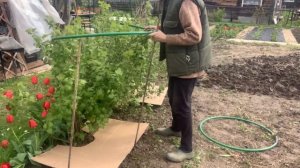 Делаю опоры для кустов смородины | Борюсь с сорняками