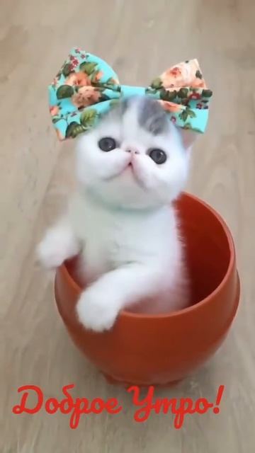 Доброе утро {музыка} смотреть онлайн