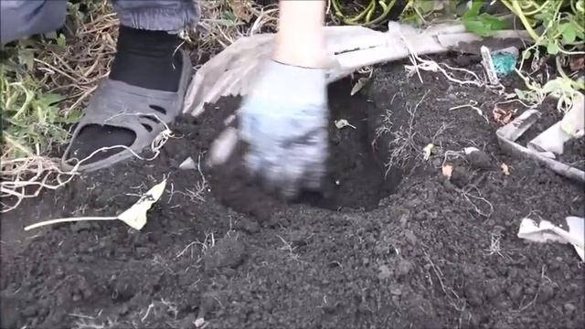 Пробный подкоп бататов смотреть онлайн