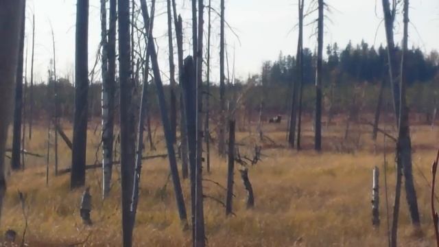 Медведь пасется на болоте с клюквойДНС 3ЮБ Пыть-Ях смотреть онлайн