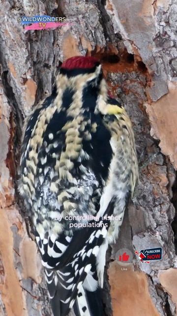 Woodpeckers: The Acrobats of the Avian World #woodpeckers #birds #forestbirds #DrummingBehavior смотреть онлайн