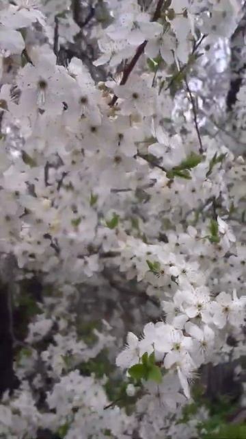 Цветение алычи смотреть онлайн