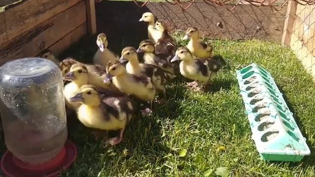 Содержание индоутят до 1 месяца//индоутята// смотреть онлайн