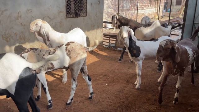 COCONUT OIL THE MAGICALLY FORMULA FOR WEIGHT GAIN | 7 kg PER MONTH WEIGHT GAIN FOR 100 kg plus goa смотреть онлайн