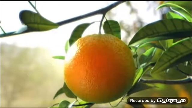 juicy сок апельсин 2011 реклама смотреть онлайн