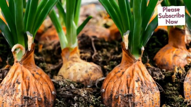 Onion Farming|how To Get More Yield In Onion Farming|onion Farming Ideas