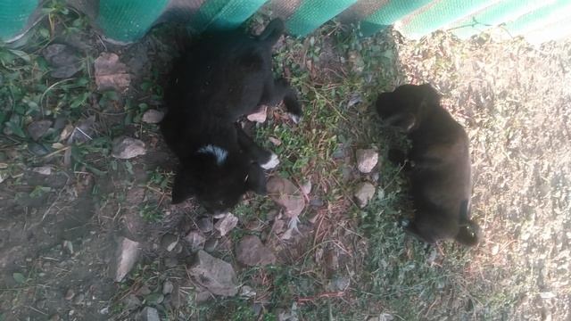 Щенячий патруль. Супер щенки добыча мяса на обед