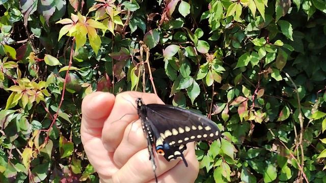 Liberando a la mariposa cometa negra, Papilio polyxenes butterfly смотреть онлайн