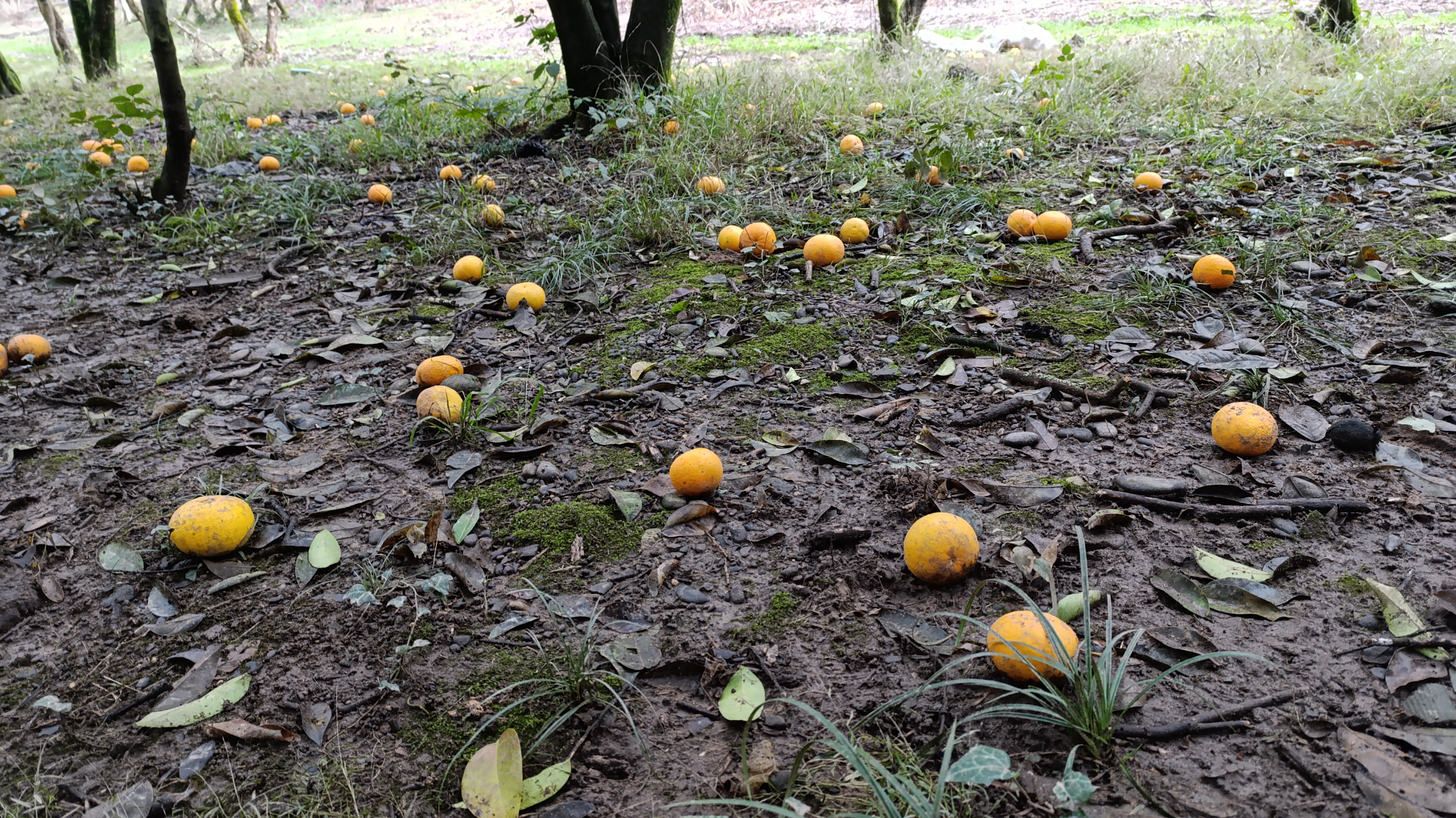 В саду Смецкого. Все ж под снег уйдет... смотреть онлайн