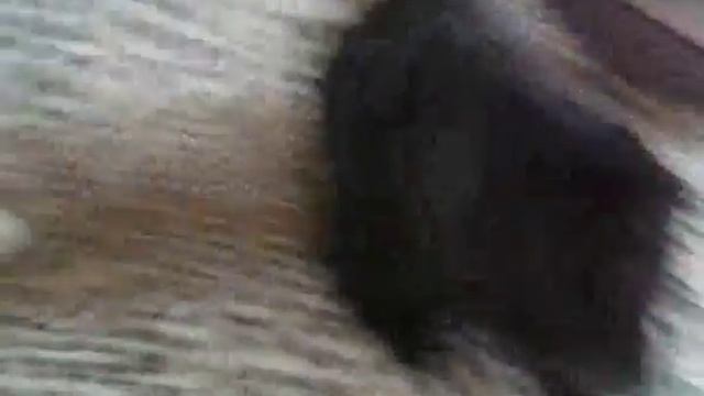 Щенок Юта и кот Марс)