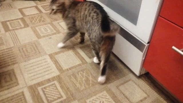 кот вибрирует хвостом смотреть онлайн