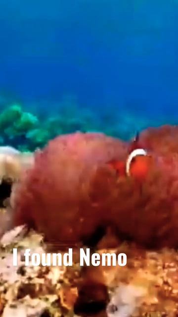 I found Nemo #fish #sea #snorkeling #diving #sealife смотреть онлайн