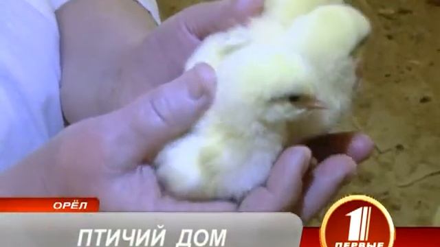 ПТИЧИЙ ДОМ смотреть онлайн