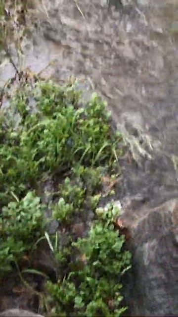 Кот пьёт воду из горной речки в Тбилиси Грузия 🇬🇪 смотреть онлайн