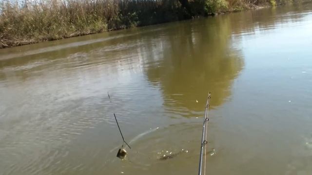 Карась или буффало! База Каралат вторая половина октября Crucian carp an buffalo смотреть онлайн