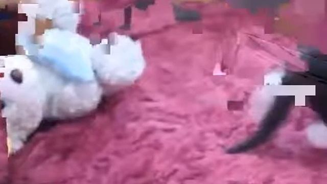недельные черно белые котята смотреть онлайн