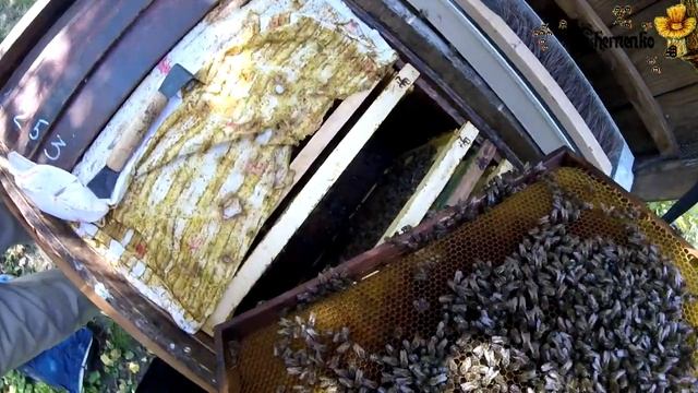 20170914 Осмотр - Пасека с нуля. Видео дневник начинающего пчеловода... смотреть онлайн