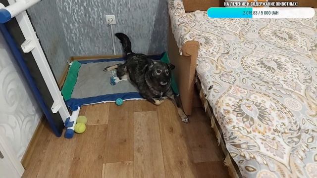31 марта! Выгул девочек не удался, мальчишки нагулялись 😆 смотреть онлайн